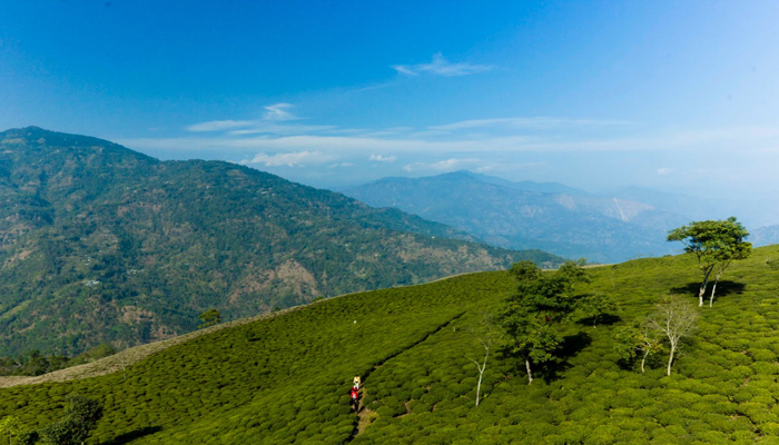 Rungli Rungliot Tea Estate -Shiwani Homestay- Takdah, Darjeeling